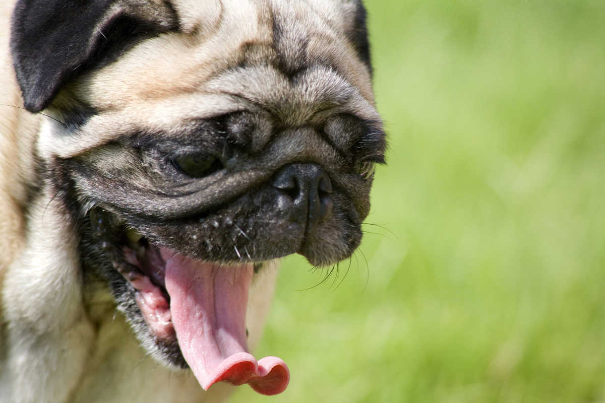 I 10 odori che danno fastidio al cane