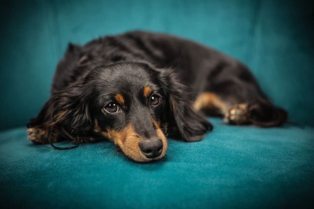 Perchè il mio cane scava prima di mettersi a dormire?