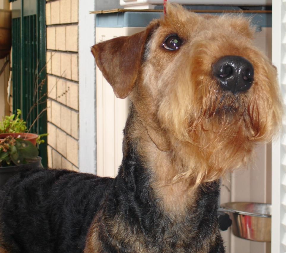 l’Airedale Terrier