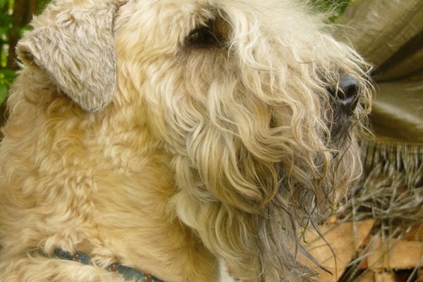 l’Irish Soft Coated Wheaten Terrier