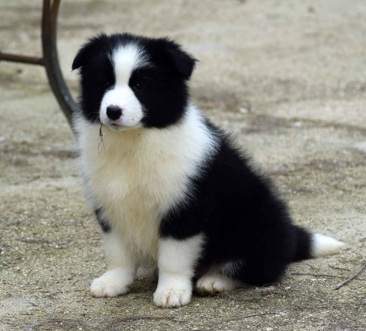 il Border Collie