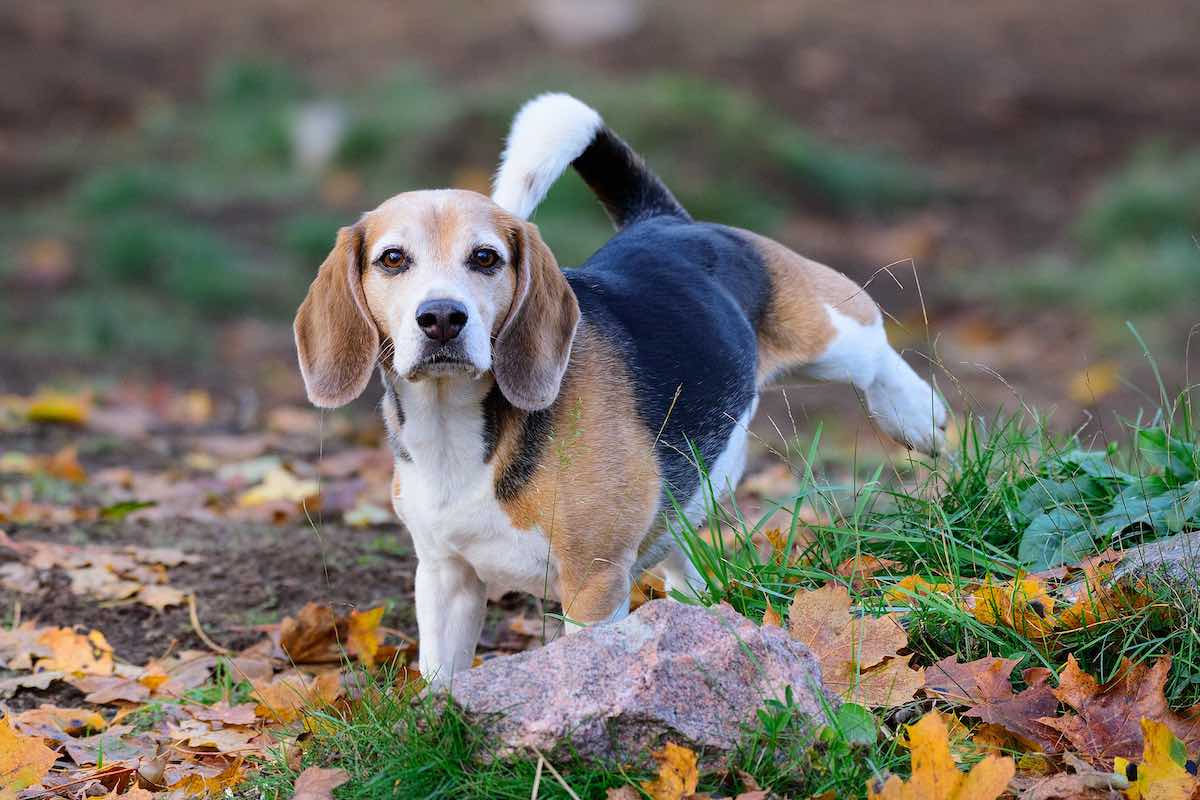 A che età i cani alzano la zampa per fare pipì?