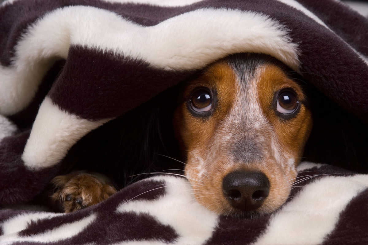 Come avvicinarsi ad un cane spaventato