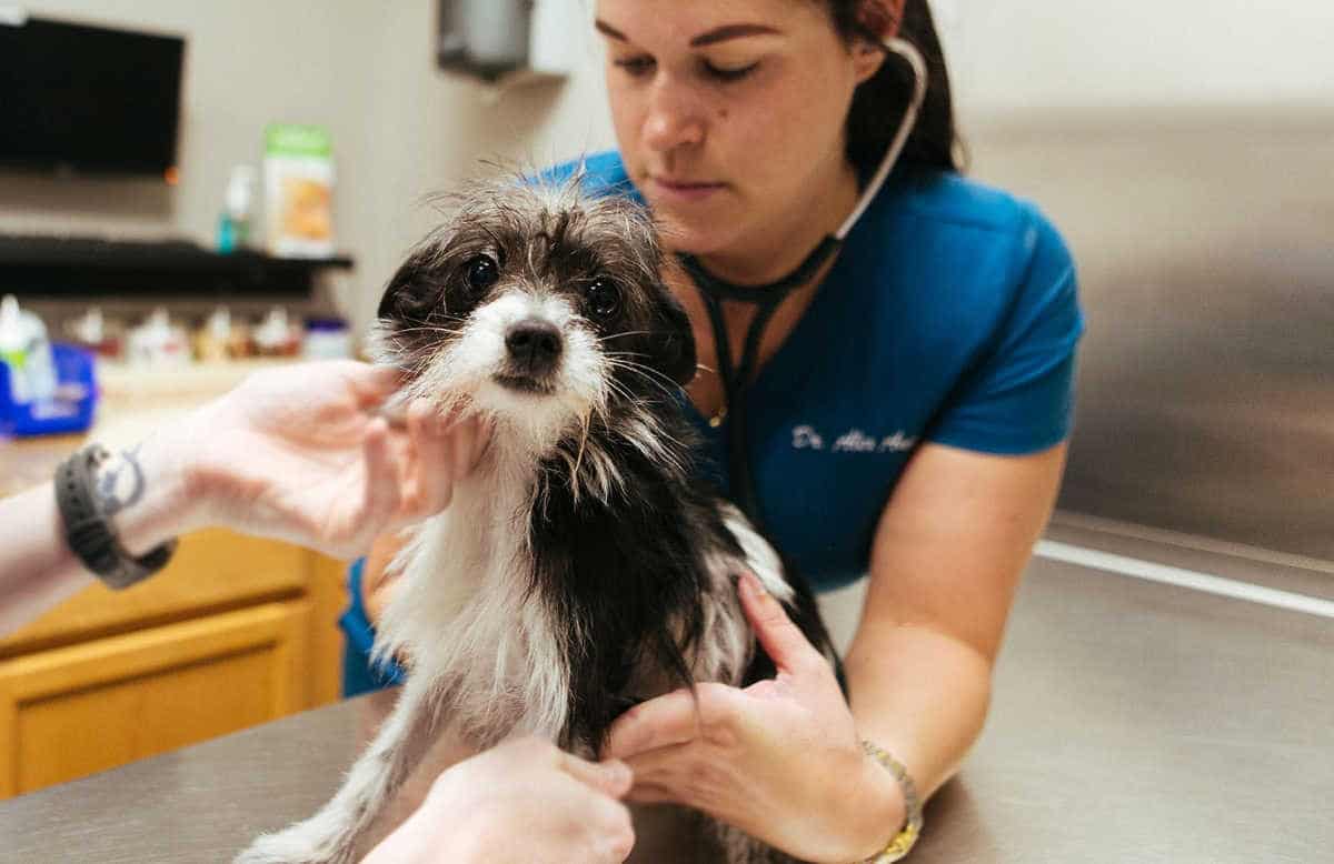 Umbria: veterinario gratis se adotti