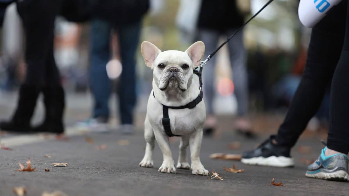 Bari: attiva la moto-dog aspiratrice