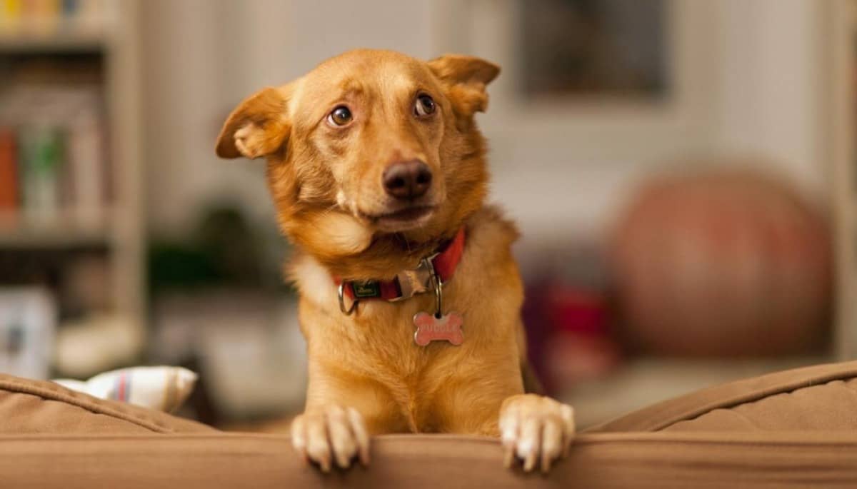 Capodanno: come aiutare i cani con i botti