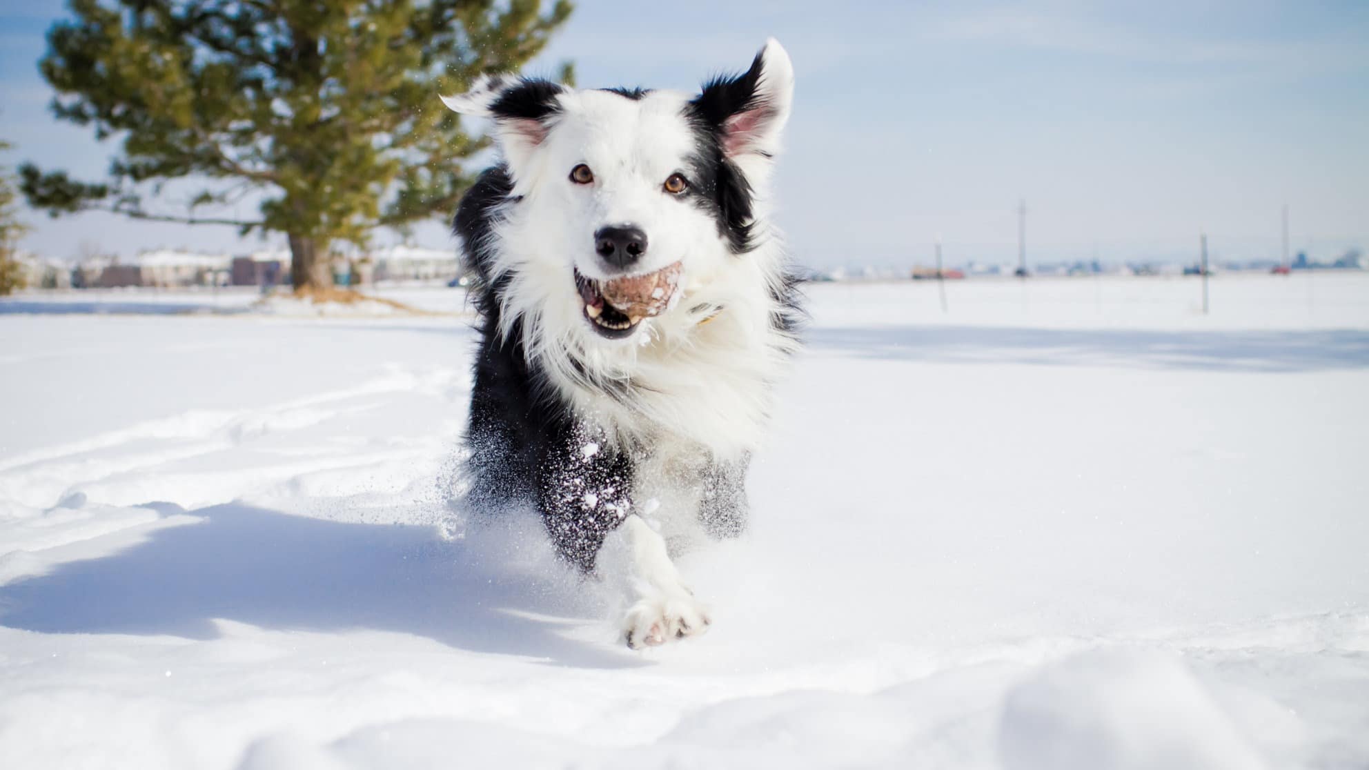 Il cane e la neve: cosa devi sapere!