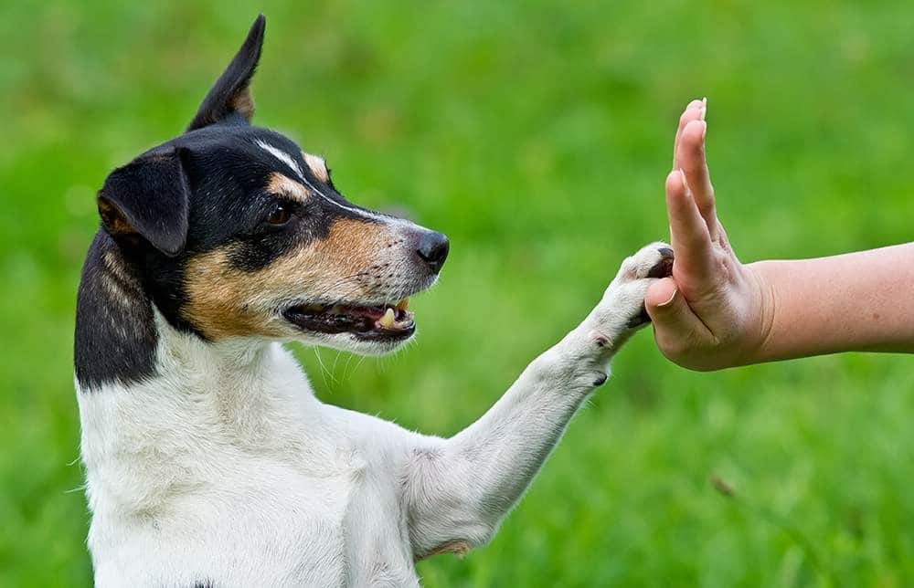 Come capire il comportamento del cane