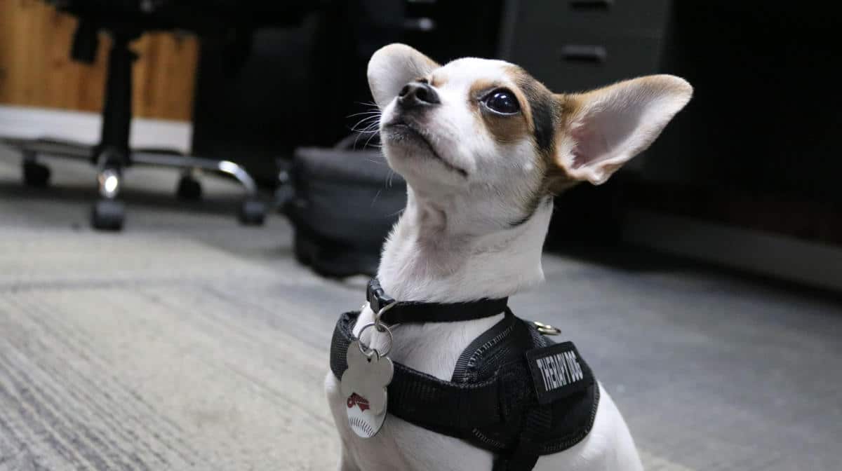 Zorro: cane poliziotto dalle mansioni speciali