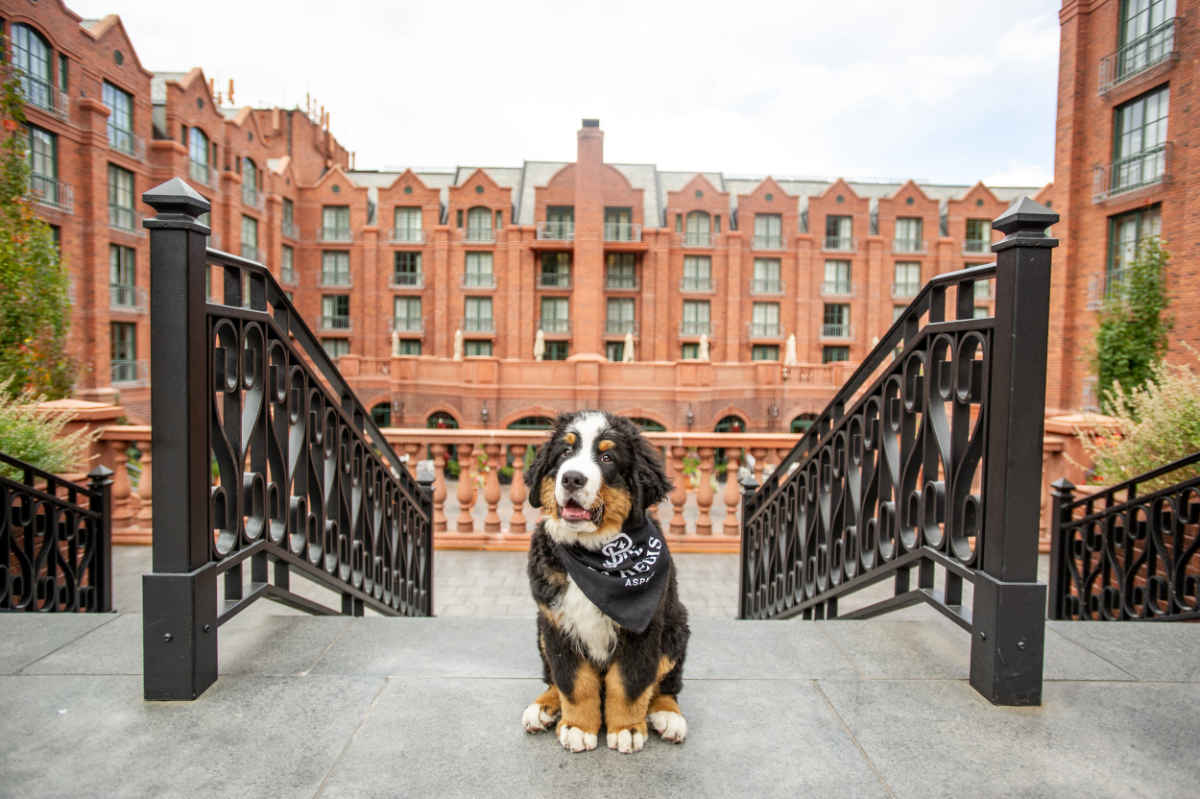 Bovaro del Bernese assunto come concierge