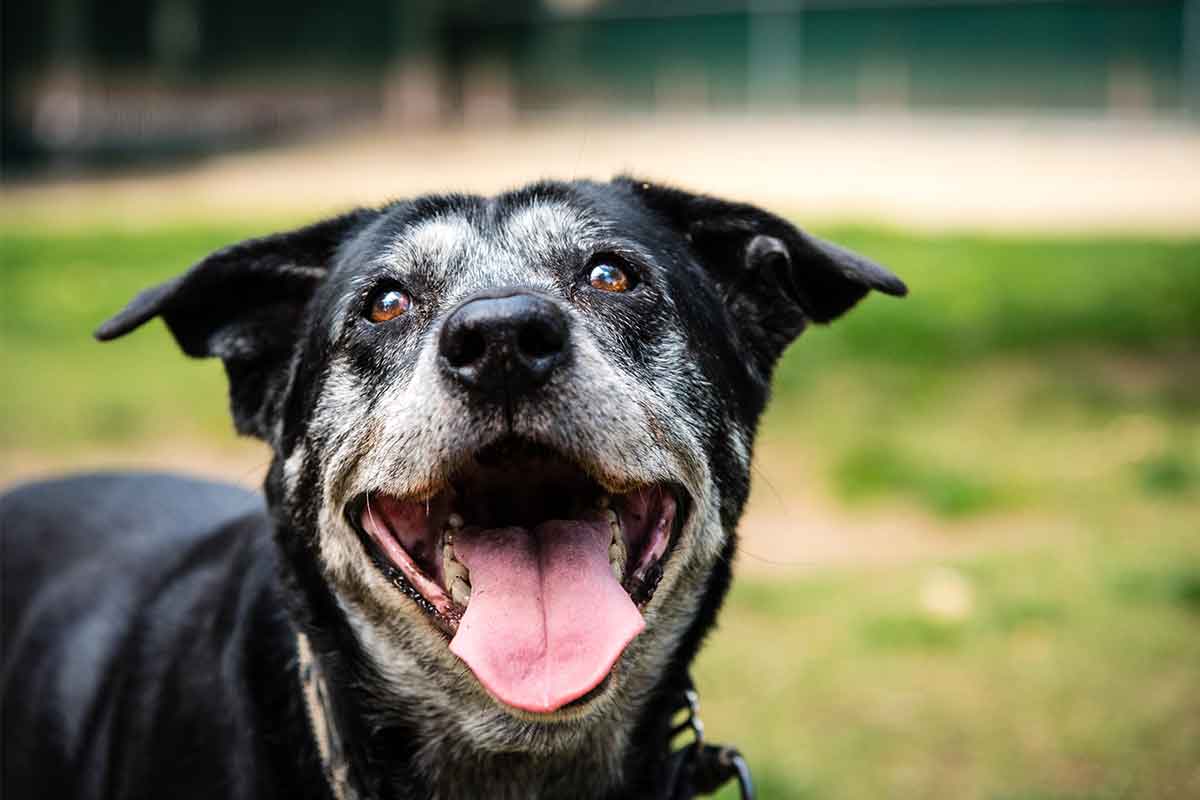 Come affrontare la vecchiaia del cane