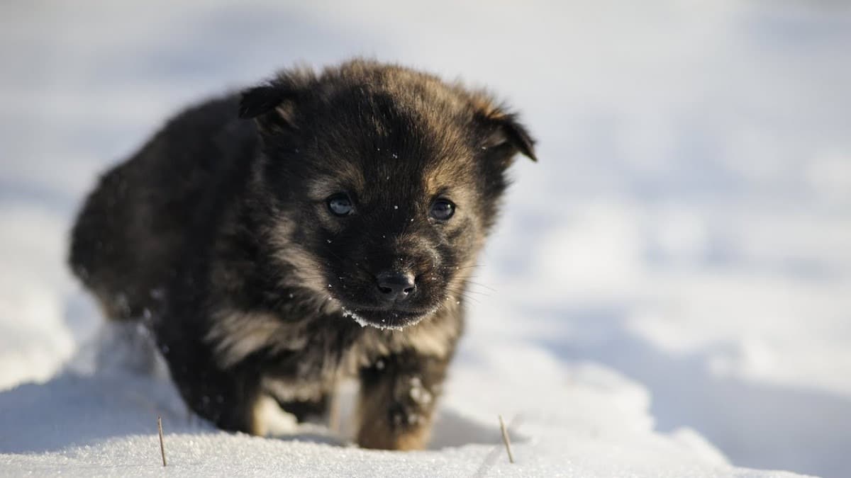 Arriva il freddo: scopri come salvaguardare il tuo cane