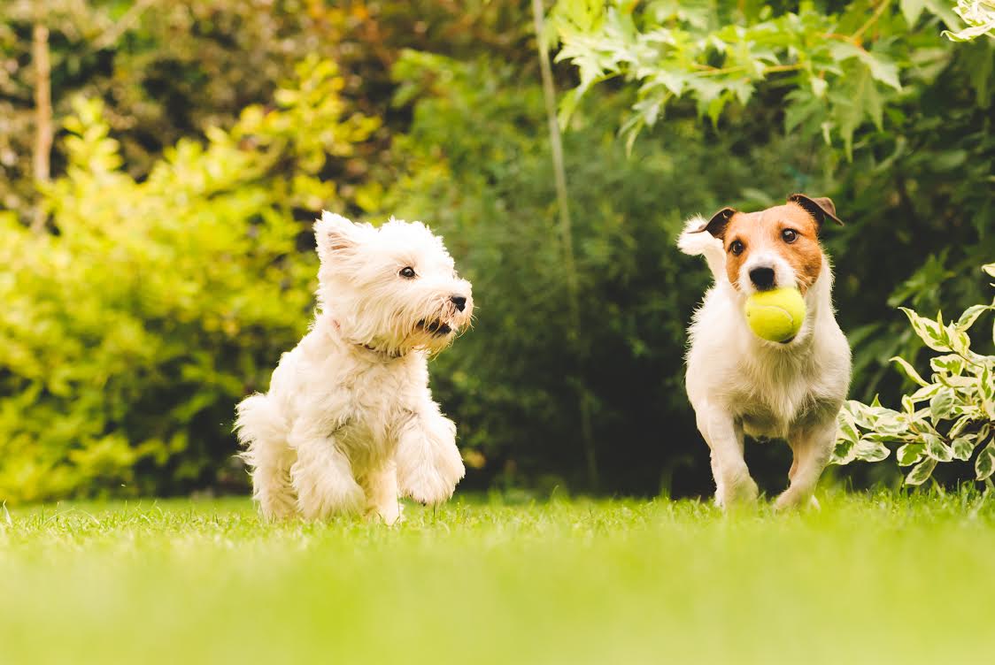 Cani senza guinzaglio: parte la sperimentazione