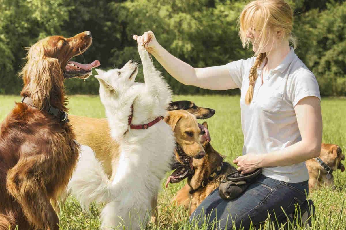 Hai problemi ad educare il tuo cane? chiedi all’esperto!