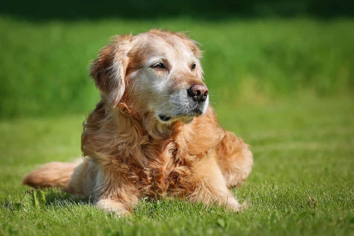 Ospizi per cani: in Giappone nascono gli ospizi per cani