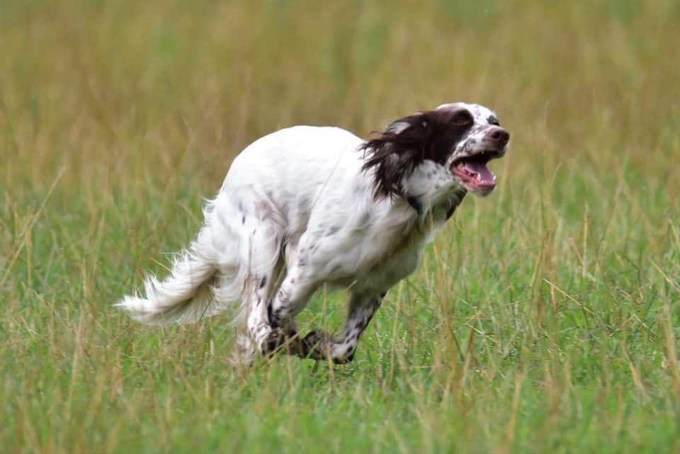 il Setter Inglese