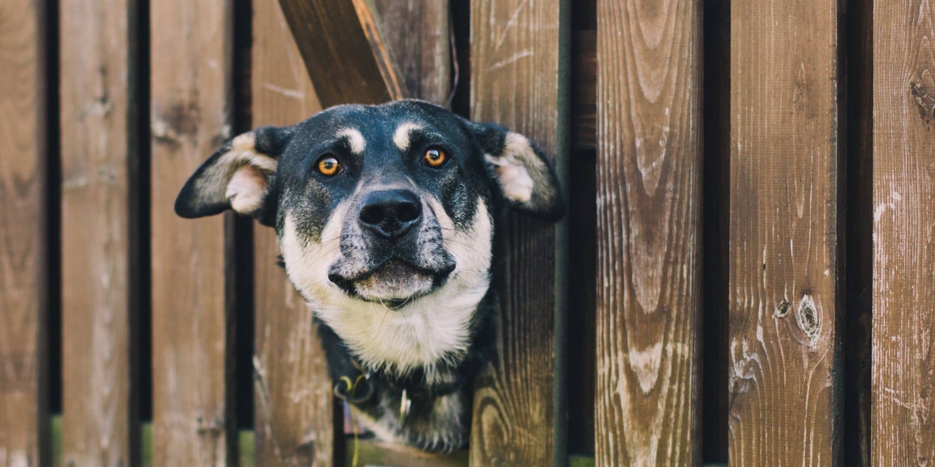 Perchè il cane scappa?