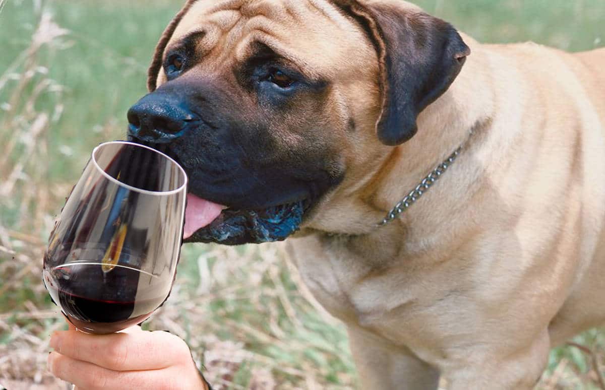 Cani addestrati come sommelier