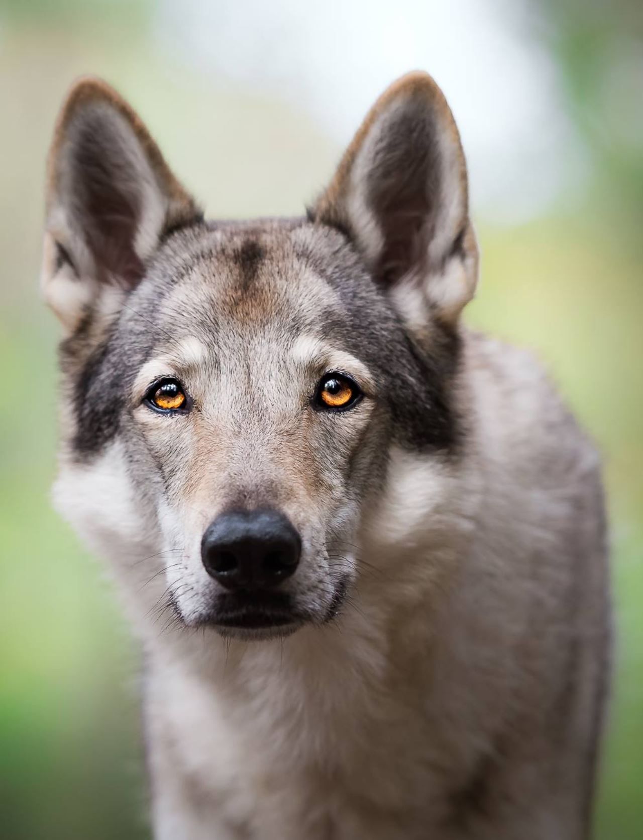 Uccide due cani a fucilate: denunciato!