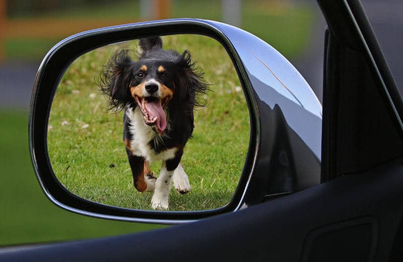 Perchè il mio cane insegue le auto?