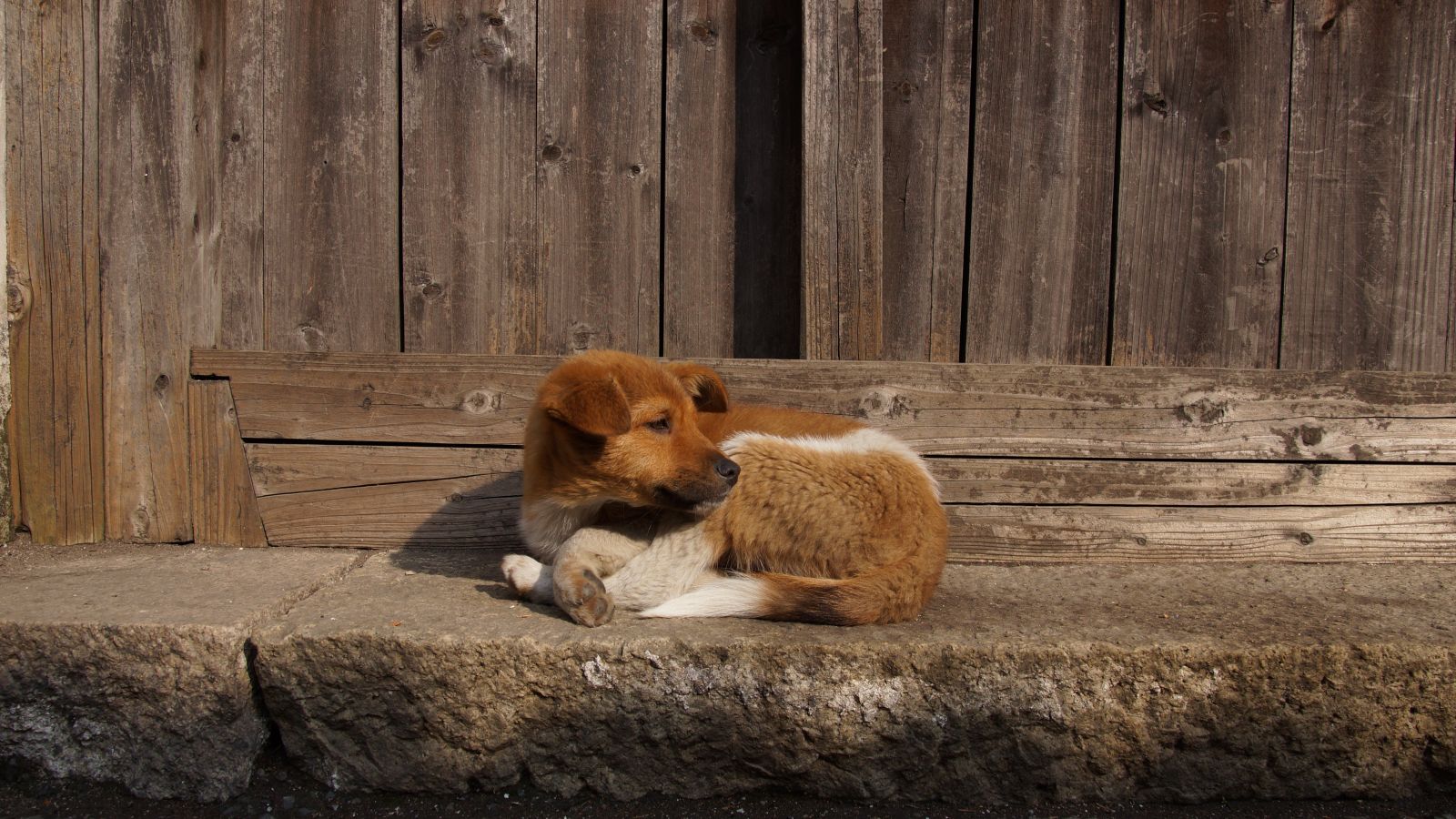 Il mio cane è scappato. Cosa posso fare?