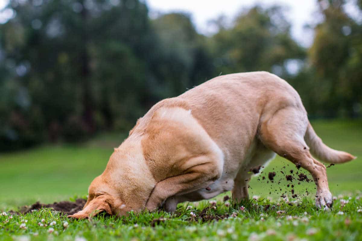 Perchè i cani scavano?