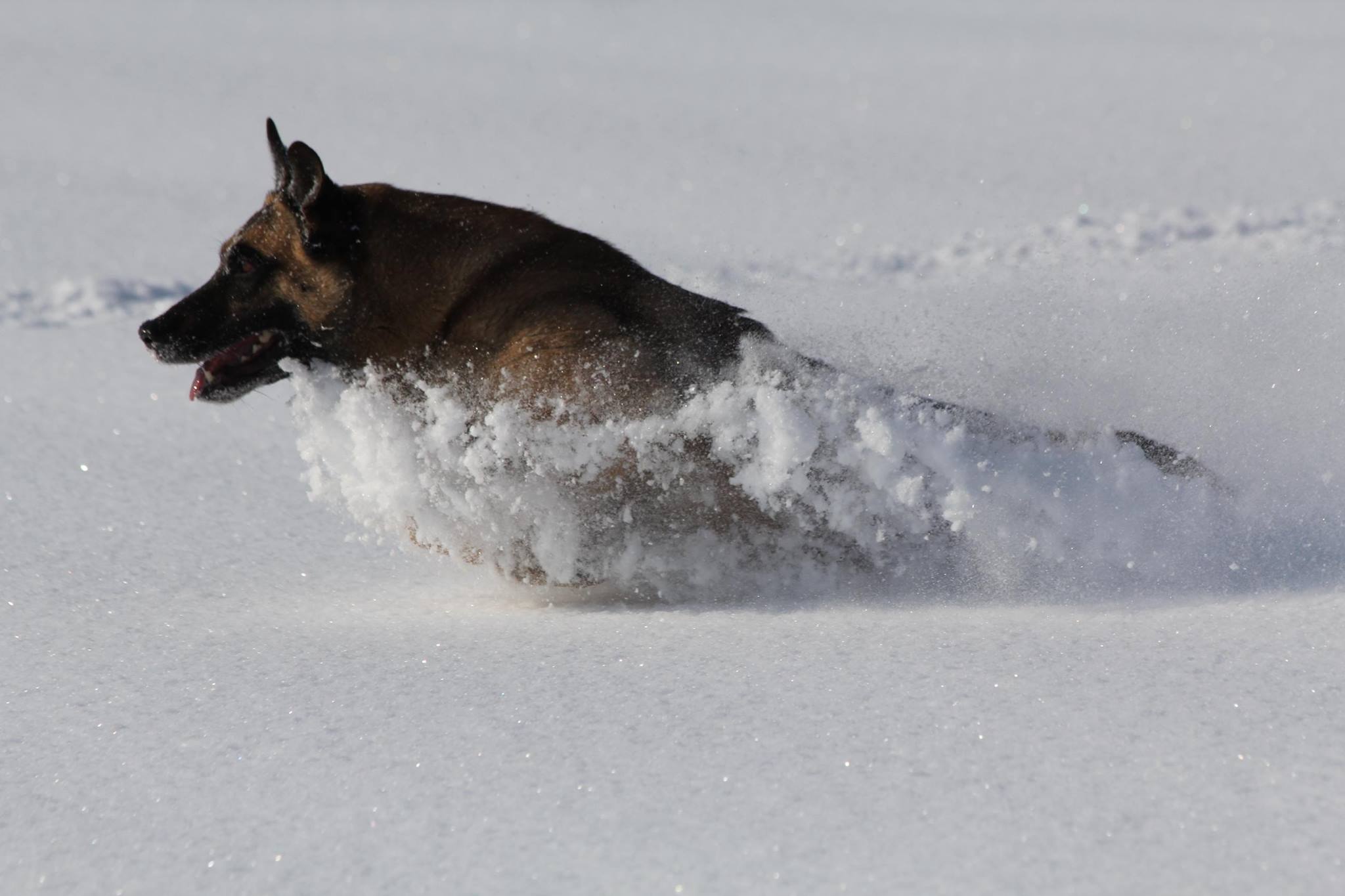 il Malinois