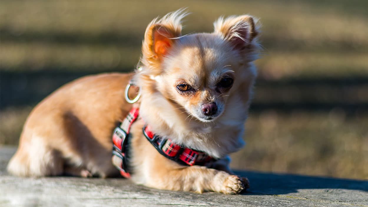 Perchè il mio cane odia la pettorina?