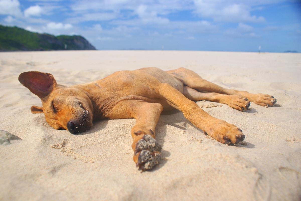 Perchè il mio cane si rilassa al sole?