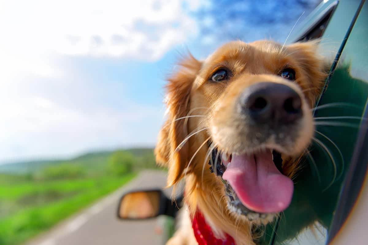 Il mio cane soffre l’auto. Cosa posso fare?