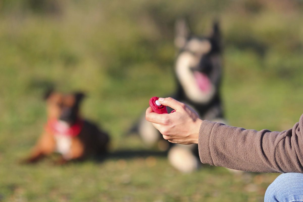 Educare il cane: il clicker