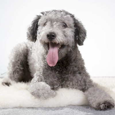 Pumi