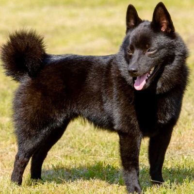 Schipperke