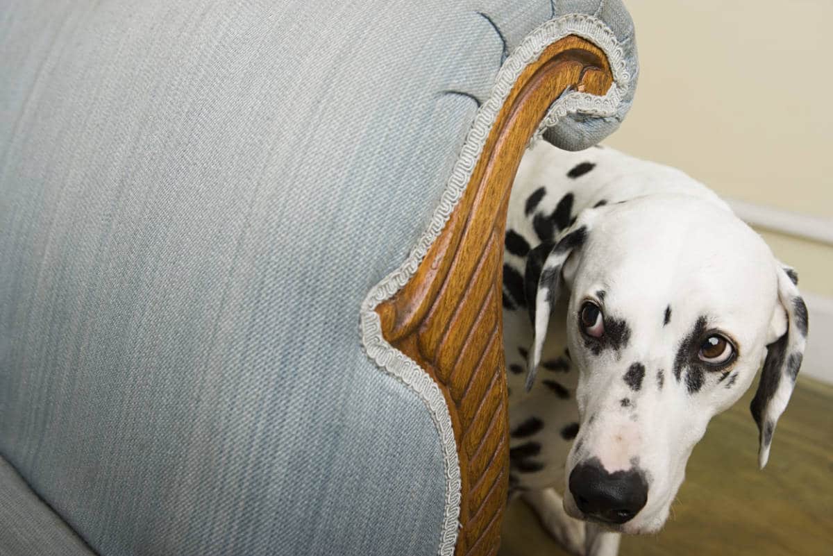 Siete stressati? il vostro cane ne risente!