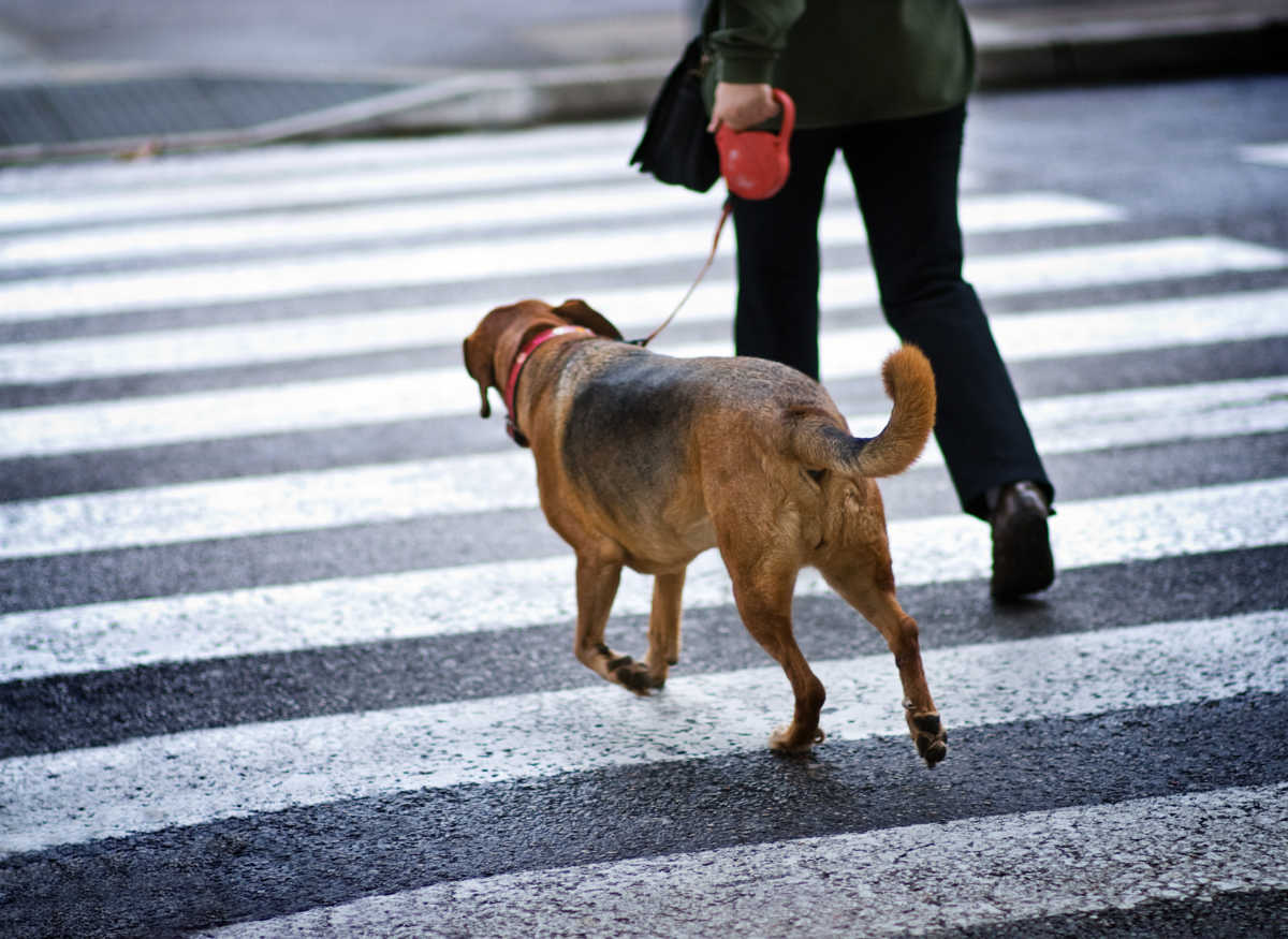 Perchè i cani scavano dopo aver fatto i bisogni?