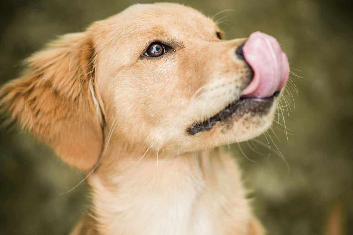 Come deve essere il naso del cane?