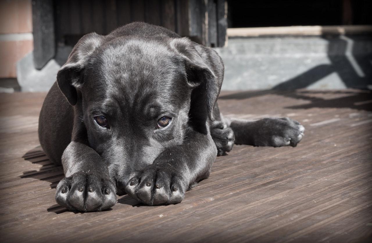 Il mio cane ha paura di uscire