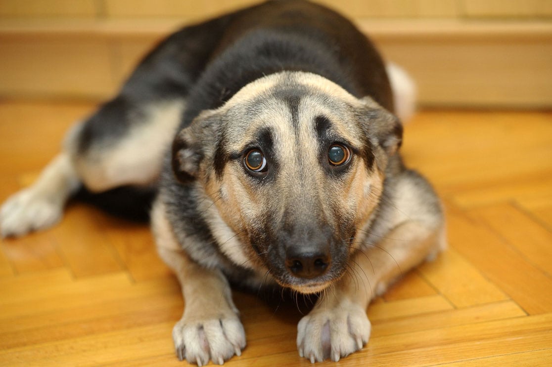 Perchè il mio cane ha paura di andare in alcuni luoghi?