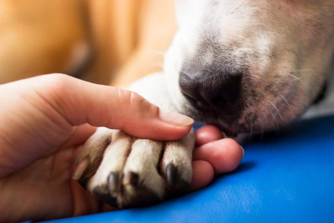 Come risolvere i problemi del cane