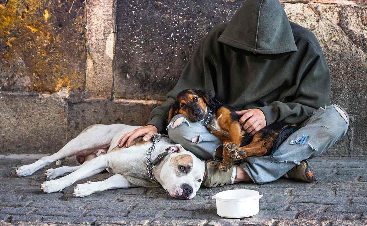 Milano: assistenza gratuita per i cani dei senzatetto