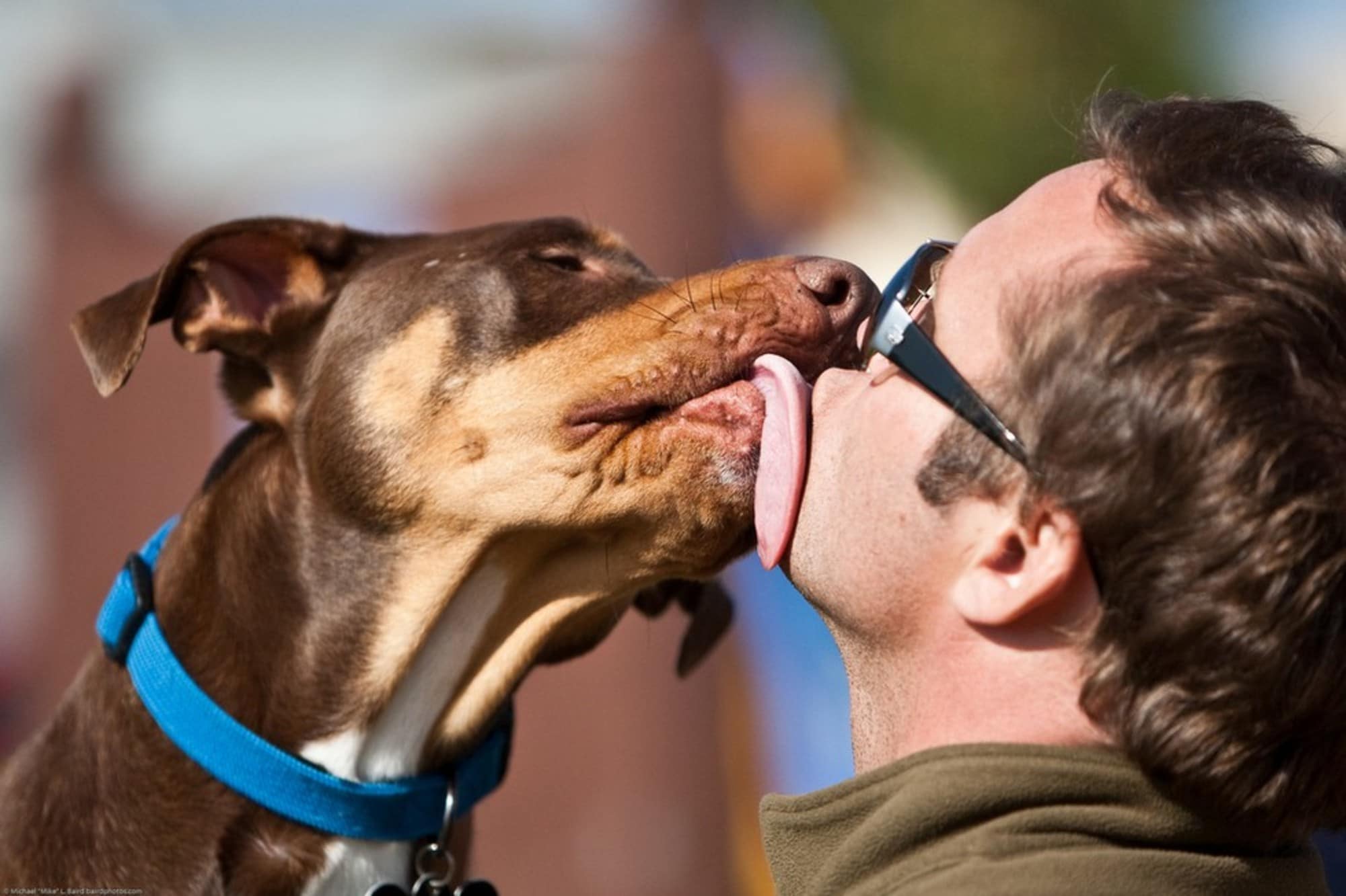 Baciare un cane fa bene o male?