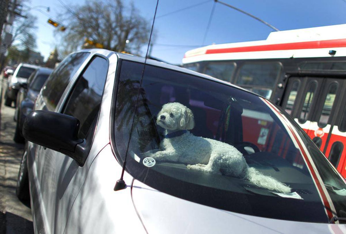 Cosa fare se vedi un cane solo in un’auto?