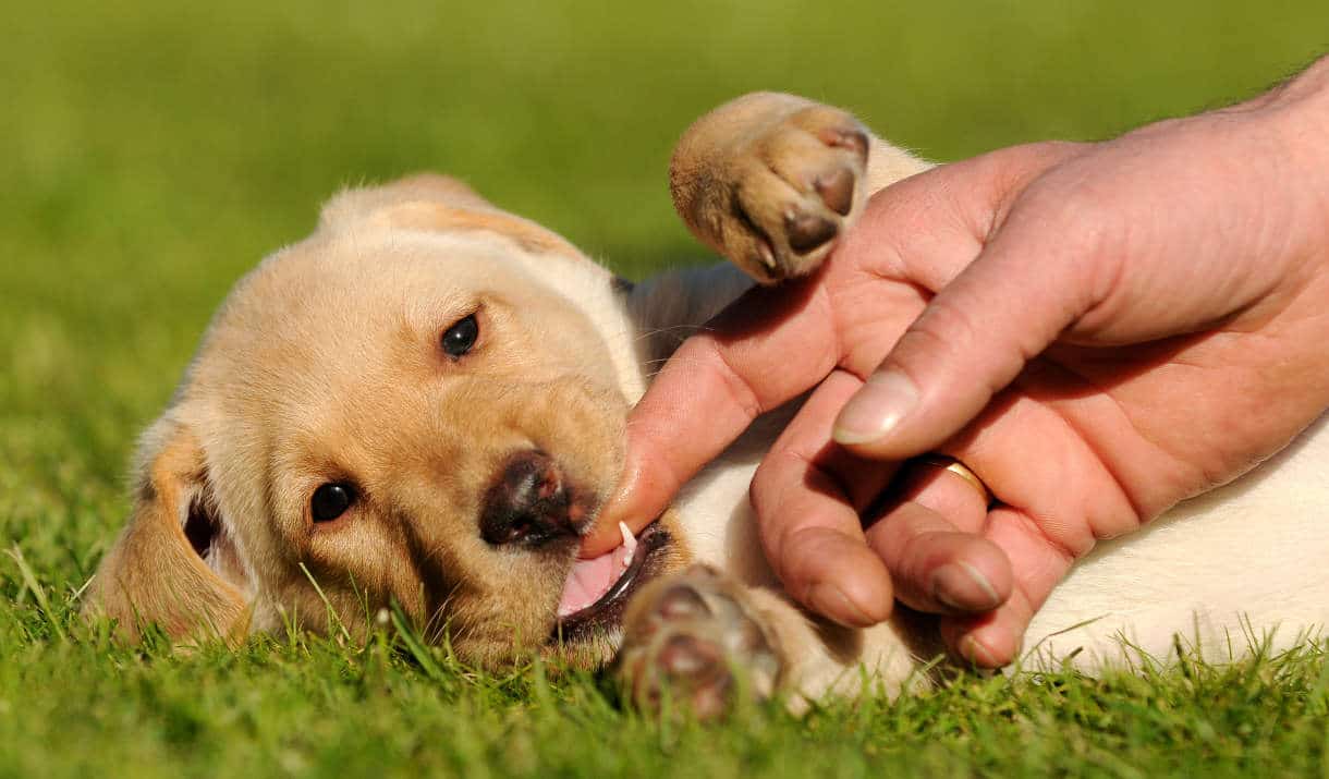 Perchè il mio cane non si fa accarezzare?