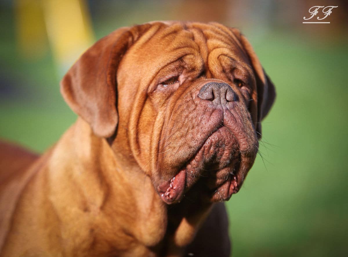 il Dogue de Bordeaux