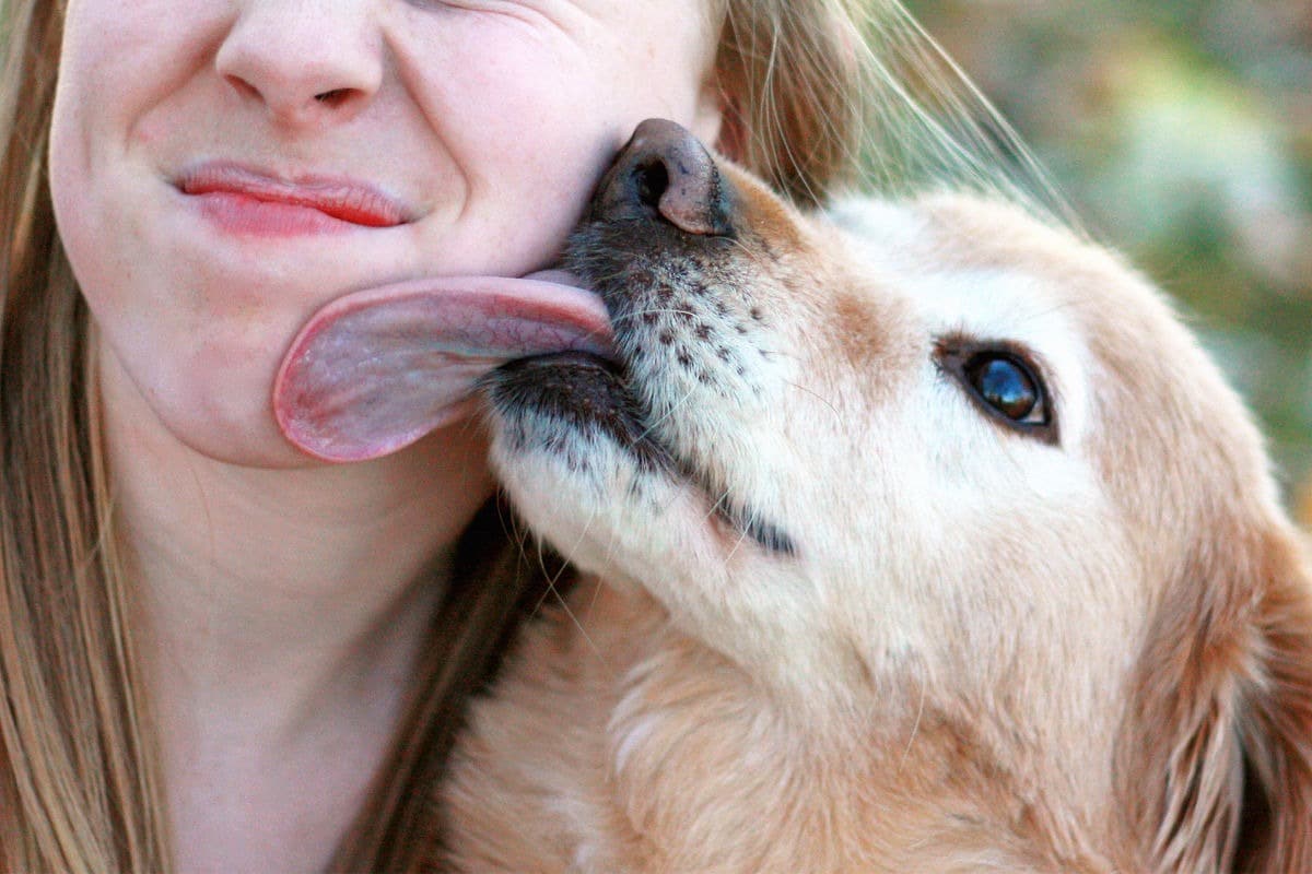 Cosa vuol dire quando un cane mi lecca?