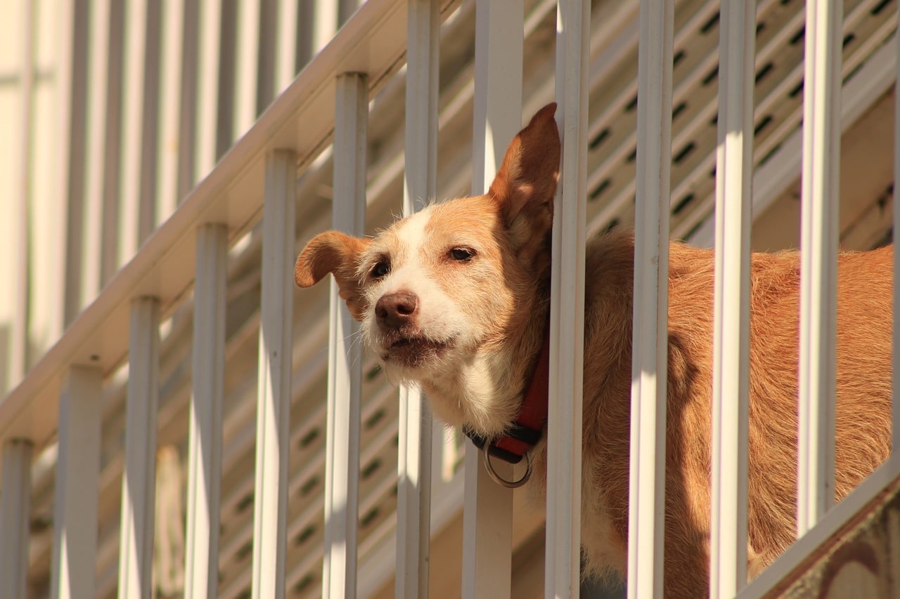 Cane lasciato sul balcone: cosa fare?