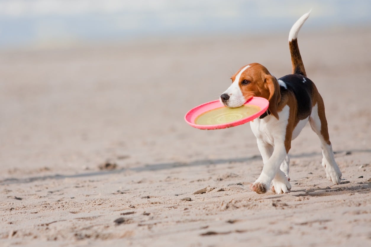 In spiaggia con il cane: è possibile o no?