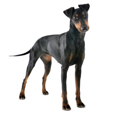 English toy terrier black and tan