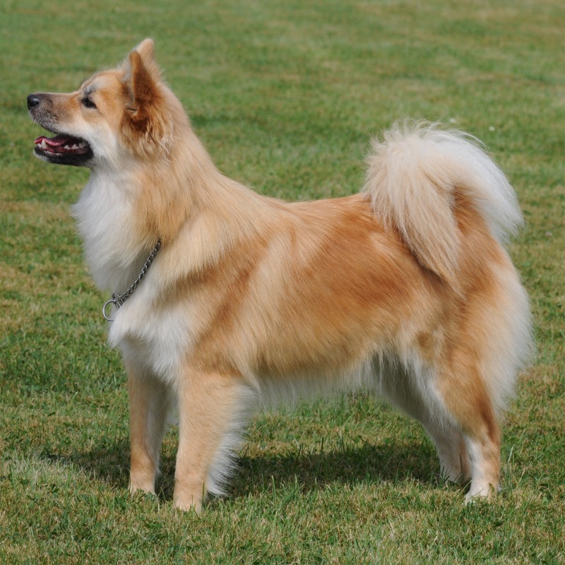 Icelandic sheepdog