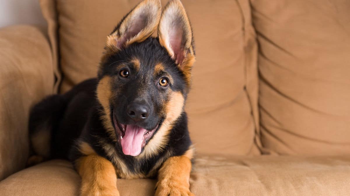 I primi giorni a casa di un cucciolo